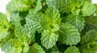 maintain fresh mint color